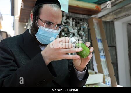 (201001) -- BNEI BRAK, 1er octobre 2020 (Xinhua) -- un juif ultra-orthodoxe inspecte un Etrog, ou citrons jaune, dans la ville israélienne centrale de Bnei Brak le 30 septembre 2020, avant la fête juive de Sukkot. (Gideon Markowicz/JINI via Xinhua) Banque D'Images