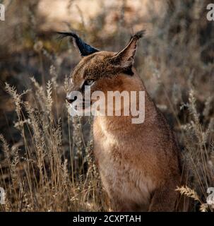 Caracal tdm son environnement pour l'alimentation Banque D'Images