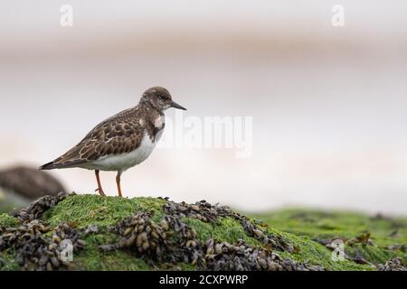 Turnstone sur les rochers de la rive à New Brighton Beach, Wirral, Merseyside, Royaume-Uni Banque D'Images