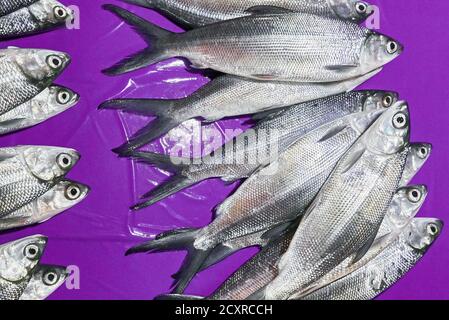 Close-up de l'abondance du poisson lait Bangus portant sur une table de couleur violet chiffon en un marché traditionnel. C'est un savoureux poisson commun et national aux Philippines. Banque D'Images