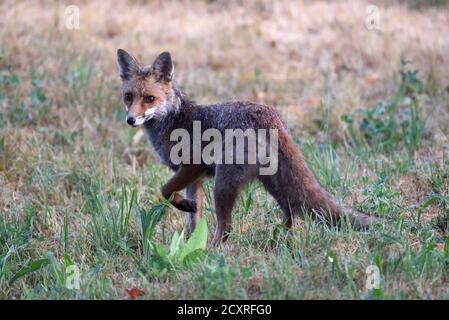 Watchful ou Alert Red Fox, Vulpes vulpes Banque D'Images