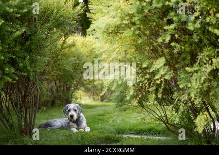 Chien reposant dans l'herbe entre les buissons Banque D'Images