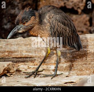 Nuit de la Couronne jaune sur l'île Heron Genovesa, îles Galapagos, Equateur Banque D'Images