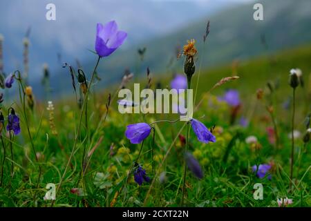 Fleurs poussant sur le croisement de Spuga, Italie Banque D'Images