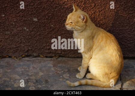 joli chat doré assis portrait dans la journée ensoleillée près du bâtiment. Banque D'Images
