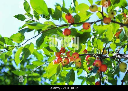 Gros plan sur les pommes Paradise. Les pommes Paradise sont accrochées à une branche d'arbre. Pomme arbre prune. Gros plan de fruits aux pommes chinoises. Malus prunifolia. Banque D'Images