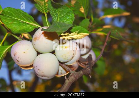 Greengage Plum fruits poussant sur l'arbre Banque D'Images