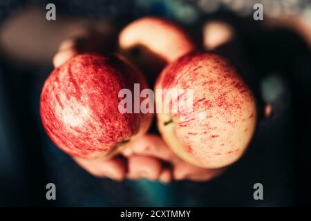 Une femme âgée tient des pommes rouges mûres dans ses mains Banque D'Images