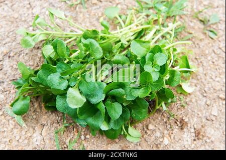 Gros plan vue macro d'un tas de cresson vert coupé sur le sol, cultivé et récolté dans le nord de Luzon, aux Philippines, en Asie Banque D'Images