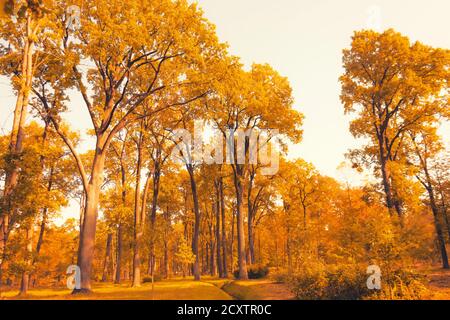 De grands chênes centenaires dans un bosquet d'automne, une zone protégée Banque D'Images