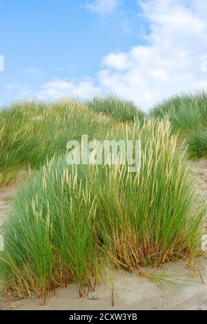 Sable et végétation à la Dune de Perroquet, Nord de la France Banque D'Images