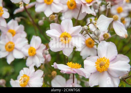 Arrière-plan de nombreuses fleurs japonais anémone blanc Banque D'Images