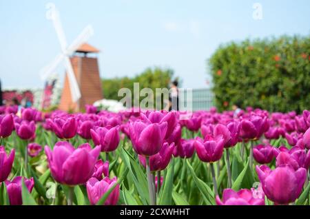 Moulin à vent Tulipa Liliaceae Tulip commun Banque D'Images