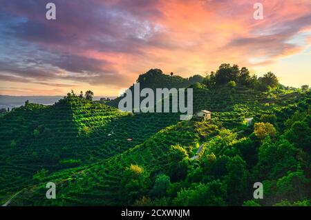 Collines Prosecco, vignobles et église San Lorenzo au coucher du soleil. Site de l'UNESCO. Farra di Soligo. Vénétie, Italie, Europe. Banque D'Images