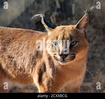 Caracal tdm son environnement pour l'alimentation Banque D'Images