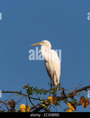 Grand Egret (Ardea alba), perché sur un sommet d'arbre avec un ciel bleu clair en arrière-plan. Banque D'Images