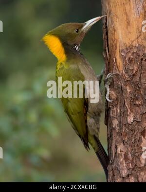 Une femelle plus grande yellownape pic (Chrysophlegma flavinucha), perchée sur le côté d'un tronc d'arbre avec sa langue en dehors, dans les forêts o Banque D'Images