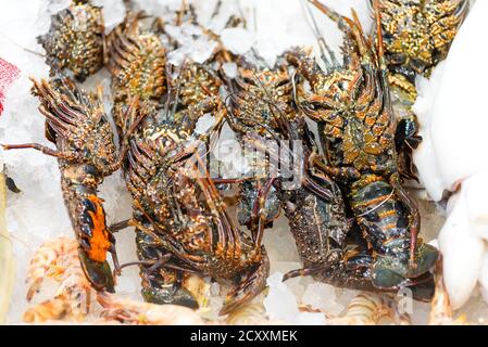 Homards de roche naturels non cuits fraîchement pêchés sur fond de glace au marché des fruits de mer. Vue rapprochée du dessus. Cuisine fine de la mer. Banque D'Images