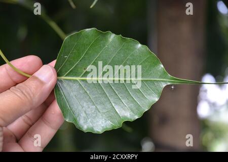 feuille de peepal dans la main humaine. Banque D'Images