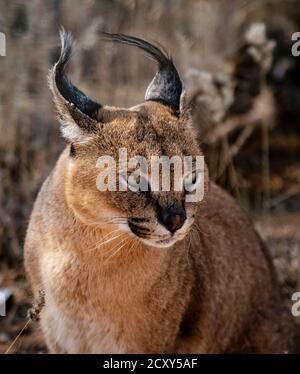 Caracal tdm son environnement pour l'alimentation Banque D'Images