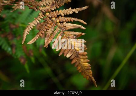 Fougères sèches marron foncé sur fond vert Banque D'Images
