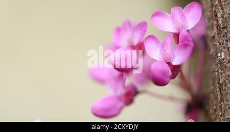 Belle floraison printanière de Cersis chinensis ou de l'arbre de séquoion chinois, fleurs roses closeup sur fond clair. Mise au point sélective Banque D'Images