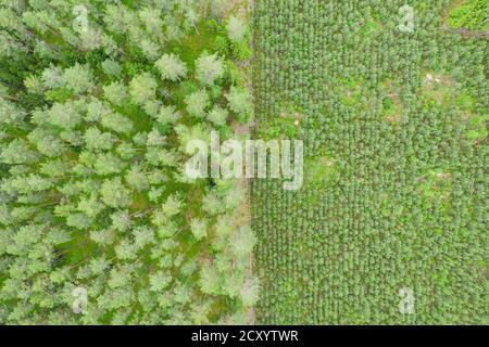 Vue aérienne de haut en bas de la pépinière verte en bordure de forêt mature Banque D'Images