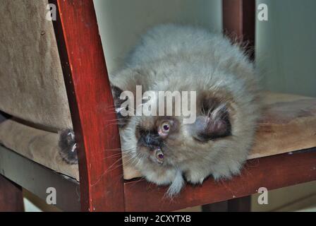 Itty chaton himalayen jouant sur une chaise Banque D'Images