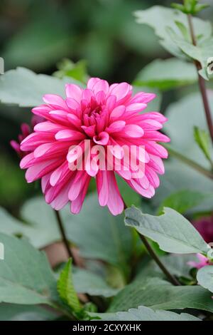 Pétales rose foncé avec pointes blanches. Portrait de fleur unique. Miniature décoratif dahlia « Ruby Murray » Banque D'Images