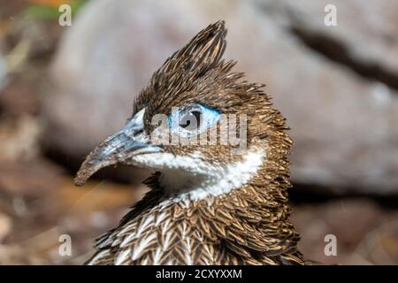 Une femelle himalayenne monal (Lophophorus impejanus), également connue sous le nom de Impeyan monal et Impeyan Pheasant, est un faisan originaire des forêts himalayens et Banque D'Images