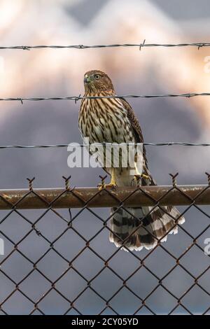 Buse de Cooper juvénile (Accipiter cooperii) Banque D'Images