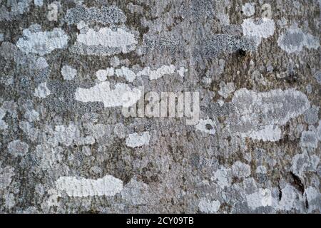 Patrons de lichen sur l'écorce d'un hêtre dans le parc national de Velka Fatra, Slovaquie. Banque D'Images
