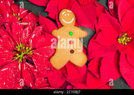 Biscuit au pain d'épice avec poinsettia plante sur le set de noël. Banque D'Images