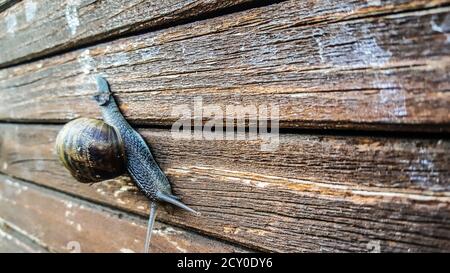 magnifique escargot sur banc de bois feuilles drool trail fleurs de bois Banque D'Images