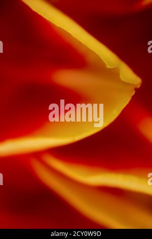 gros plan extrême des pétales de tulipe rouge et jaune faible profondeur de champ Banque D'Images