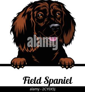 Head Field Spaniel - chien de race. Image couleur d'une tête de chien isolée sur un fond blanc Illustration de Vecteur