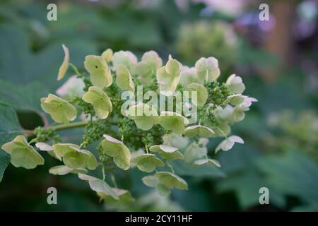 des fleurs d'hortensia vertes fleurissent sur un fond flou. Branche de l'usine Banque D'Images