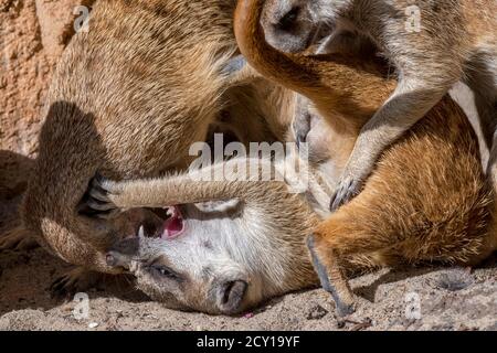 Combats de meerkats / suricata (Suricata suricata), indigènes aux déserts d'Afrique australe Banque D'Images