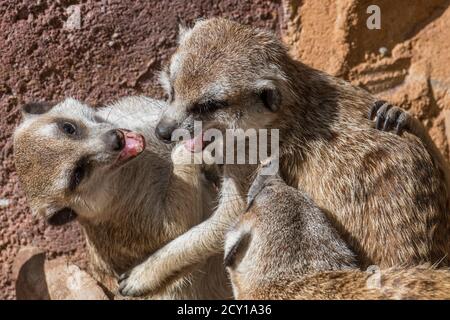 Meerkat captif / suricata (Suricata suricata) combats dans le zoo / parc animalier / jardin zoologique Banque D'Images