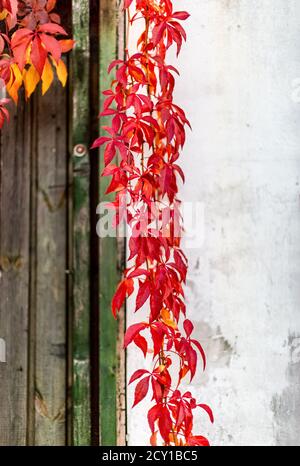 Des feuilles de raisin de jeune fille rouge vif le long de l'ancien mur de la maison de village. Mise au point sélective. Banque D'Images