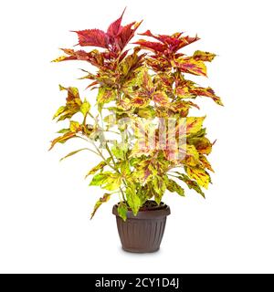 Belle plante de coleus dans un pot sur fond blanc Banque D'Images