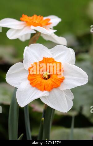 narcissus blanc fleurs dans le jardin de printemps Banque D'Images