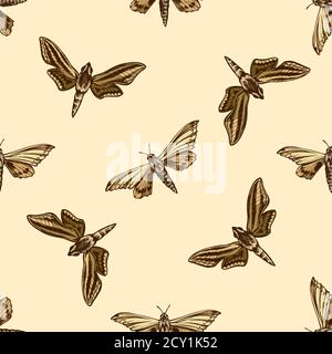 Motif sans couture avec papillon ambulancier de couleur dessiné à la main, papillon de chasseur blanc Illustration de Vecteur