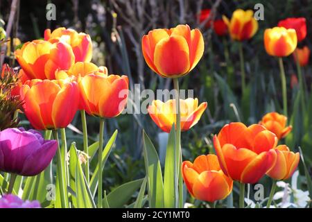 tulipes d'orange dans le jardin de printemps Banque D'Images