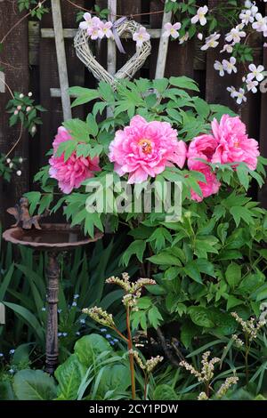 la fleur de pivoine rose paeonia suffruticosa et l'eau d'oiseau lieu dedans jardin de printemps Banque D'Images