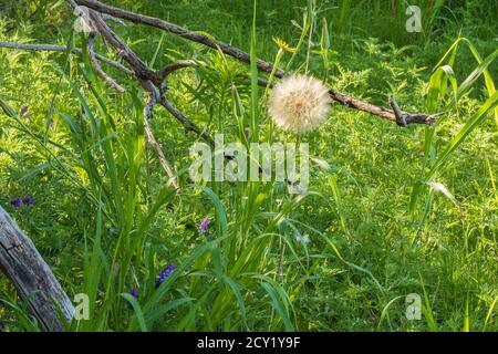 Tête de semis de Tragopogon dubius, salsification occidentale ou barbe de chèvre occidentale, poussant dans les grandes plaines salées de l'Oklahoma, aux États-Unis. Banque D'Images