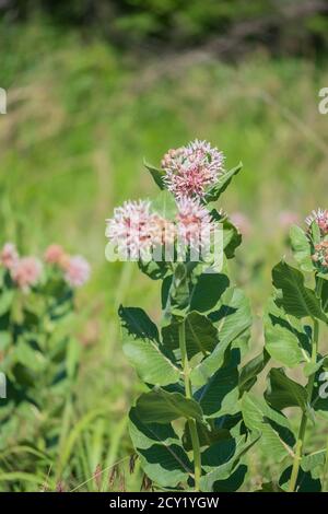 La laque commune, Asclepias syriaca L., qui grandit sauvage au parc national des Great Salt Plains, en Oklahoma, aux États-Unis. Banque D'Images