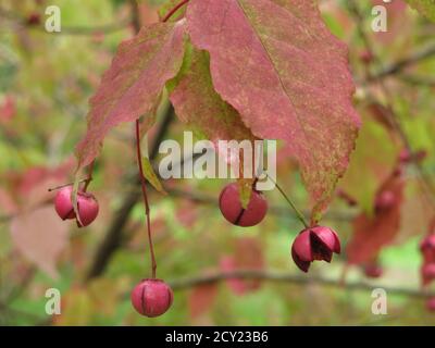 Gros plan des feuilles et baies rougeâtres de l'arbre de broche coréen euonymus oxyphyllus, au début de l'automne, à l'arboretum de Batsford. Banque D'Images