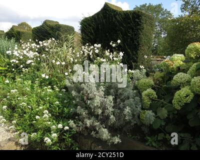 La palette discrète du jardin blanc, l'une des chambres du jardin de la Maison Bourton, crée un paysage serein de fleurs romantiques. Banque D'Images