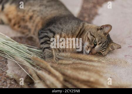 Un chat brun errant avec des yeux verts repose sur une pierre, se prend et joue avec des épillets sur un fond flou. Pierre de Jérusalem. Chats israéliens Banque D'Images